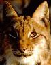 LynxOfTheWeek